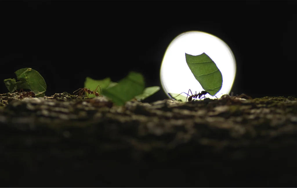 Câteva furnici cărând bucăți mari de frunze verzi, cam de două ori cât dimensiunea lor. Stau într-un șir indian aproape perfect, iar prima din șir e înconjurată de un glob mare de lumină, ca o lună plină sau o aură completă. Imaginea e întunecată, dar elementele de verde și globul de lumină îi dau un contrast frumos.