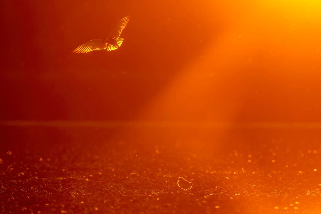 O pasăre surprinsă în zbor grațios, scăldată în lumina caldă și aurie a soarelui la apus, planează deasupra unui peisaj scânteietor. În prim-plan, puiul ei așteaptă răbdător la sol, pregătit să fie hrănit, într-o scenă plină de căldură și emoție din natura sălbatică.