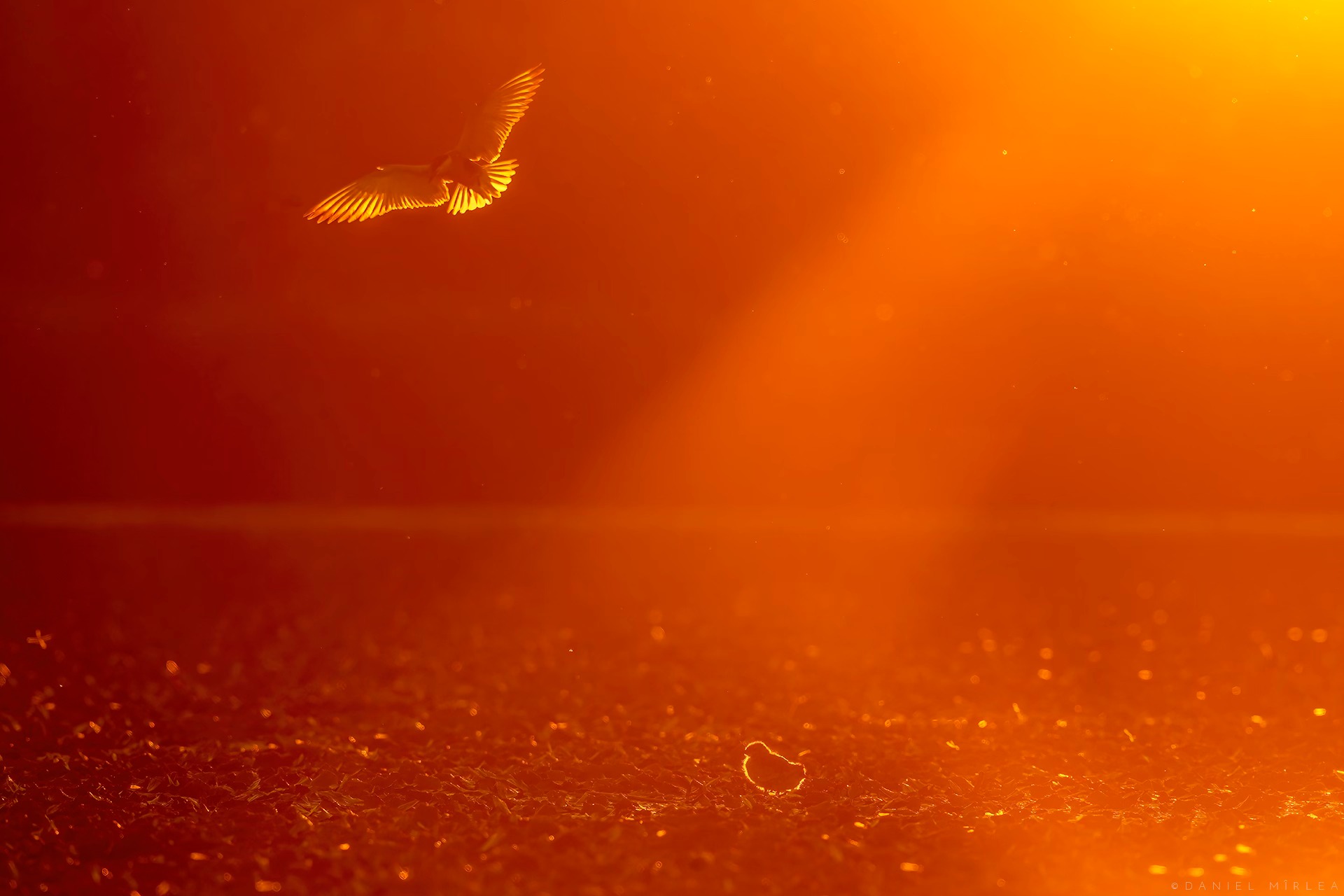 O pasăre surprinsă în zbor grațios, scăldată în lumina caldă și aurie a soarelui la apus, planează deasupra unui peisaj scânteietor. În prim-plan, puiul ei așteaptă răbdător la sol, pregătit să fie hrănit, într-o scenă plină de căldură și emoție din natura sălbatică.
