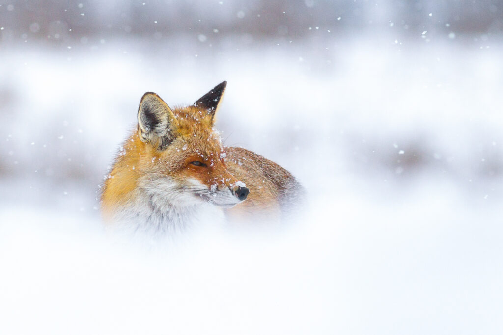 Vulpe roșcată în zăpadă stând la pândă și mijind ochii datorită albului zăpezii care strălucește.