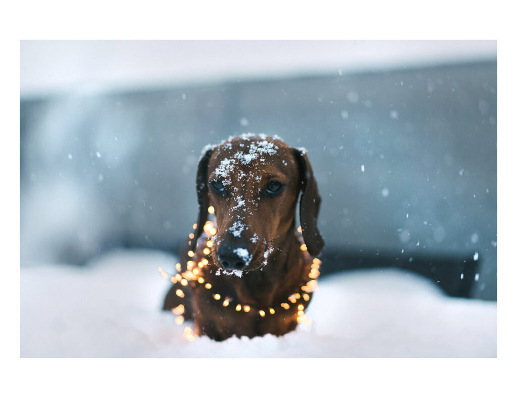 Un teckel în zăpadă, cu o instalație luminoasă în jurul gâtului și cu o privire puțin tristă, spre melancolică. Are zăpadă și pe nas și blănița e maro.